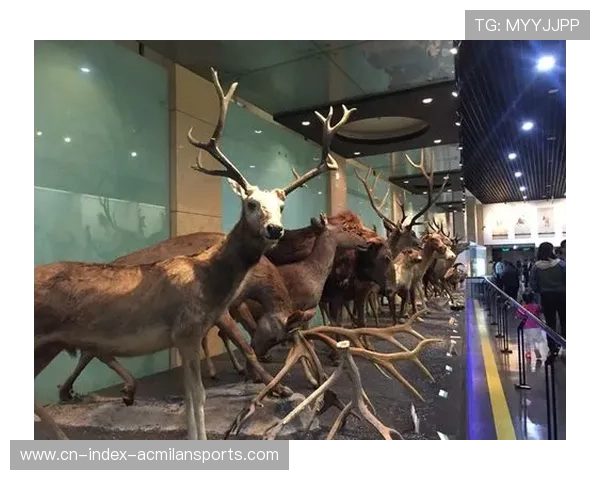 主场展览与博物馆模式增强球迷历史认同感